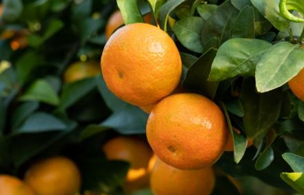 When tangerines meet the golden autumn, Qian Dama's autumn fruit basket is new